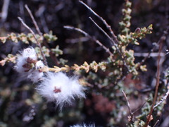 Eriocephalus ericoides