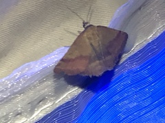 Phytometra viridaria