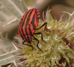 Graphosoma italicum italicum