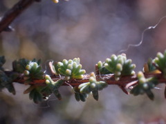 Eriocephalus ericoides