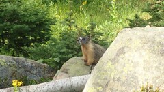 Marmota flaviventris