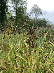 Scirpus