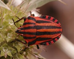 Graphosoma italicum italicum