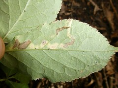 Phytomyza aralivora
