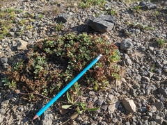 Sibbaldia procumbens