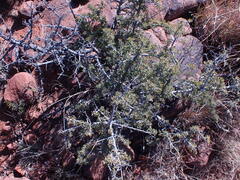 Searsia burchellii