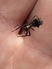 Micrathena gracilis
