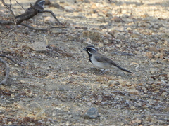Amphispiza bilineata