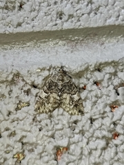 Noctuidae