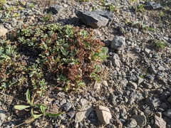 Sibbaldia procumbens