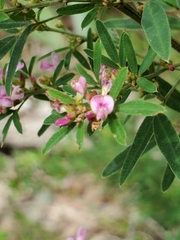 Lespedeza