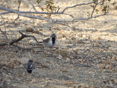 Amphispiza bilineata
