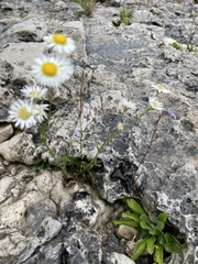 Erigeron philadelphicus provancheri