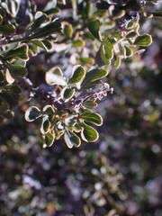 Searsia burchellii
