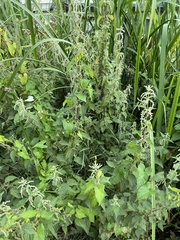 Urtica dioica