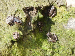 Pseudacris cadaverina