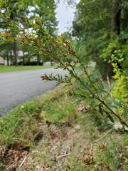 Lespedeza