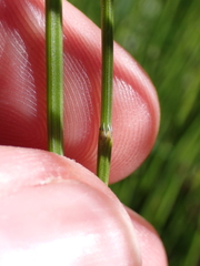 Equisetum × trachyodon