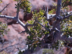Searsia burchellii
