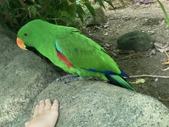 Eclectus roratus