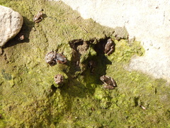 Pseudacris cadaverina