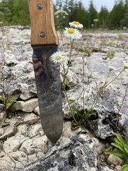 Erigeron philadelphicus provancheri