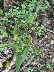 Persicaria punctata