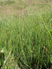 Equisetum × trachyodon