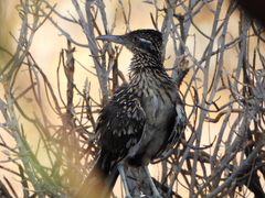 Geococcyx californianus