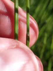 Equisetum × trachyodon