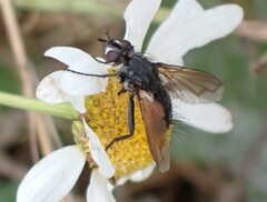 Eriothrix rufomaculata