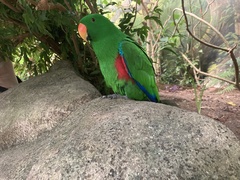 Eclectus roratus