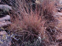 Heteropogon contortus