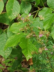 Lespedeza