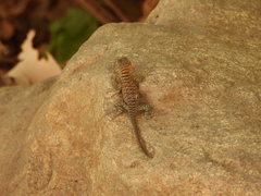 Sceloporus orcutti