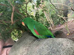 Eclectus roratus