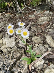 Erigeron philadelphicus provancheri