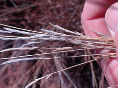 Heteropogon contortus