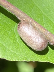 Tenthredinoidea