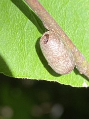 Tenthredinoidea