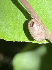 Tenthredinoidea