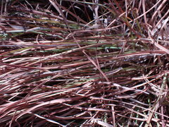 Heteropogon contortus