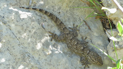 Tarentola mauritanica