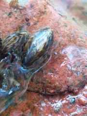 Mytilus edulis