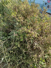 Helminthotheca echioides