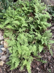 Amauropelta noveboracensis