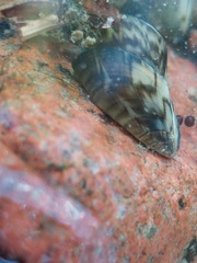 Mytilus edulis