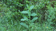 Lactuca serriola