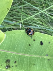 Labidomera clivicollis