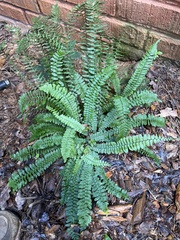 Asplenium platyneuron